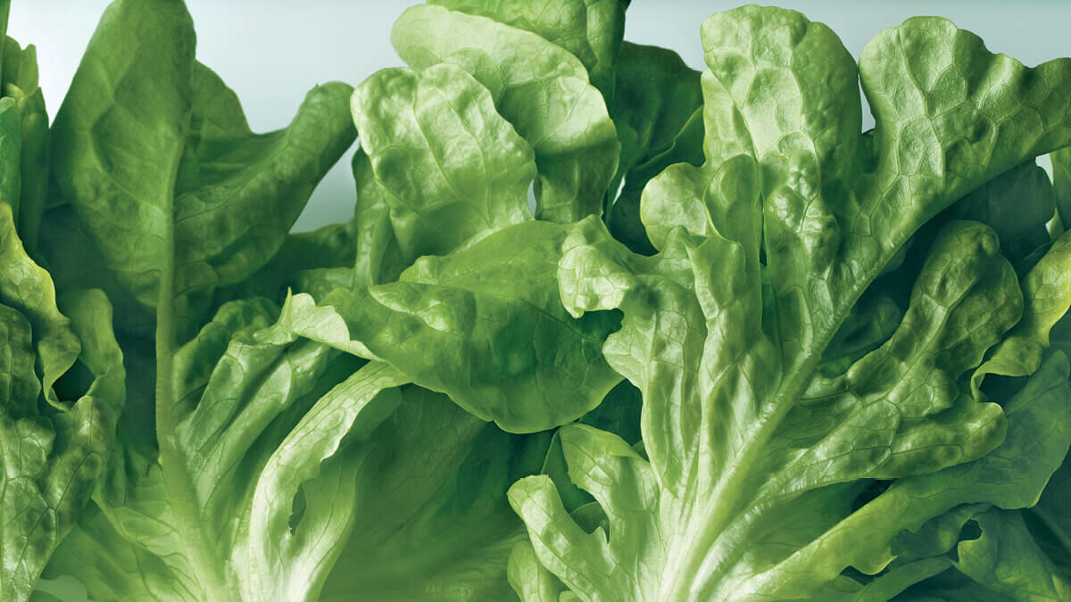 Activesmart&trade; Foodcare